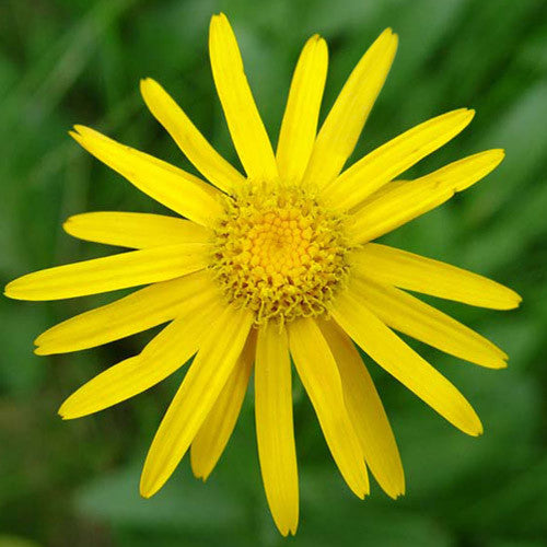What Is Arnica Cream Good For?