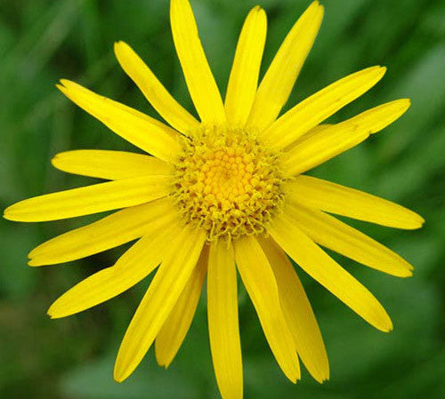 What Is Arnica Cream Good For?