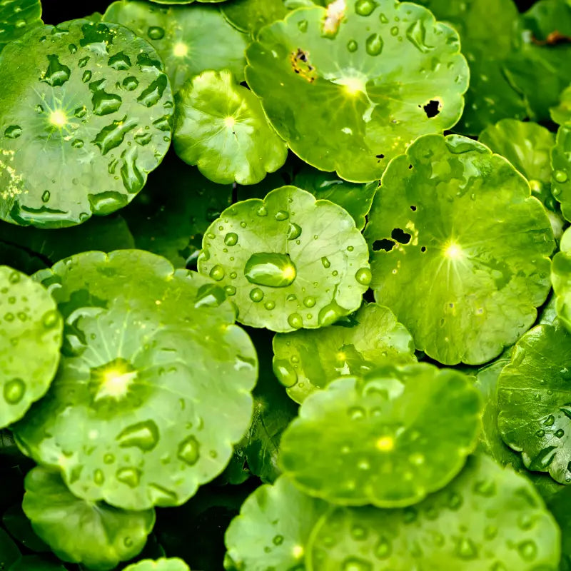 centella-asiatica-ingredient.webp